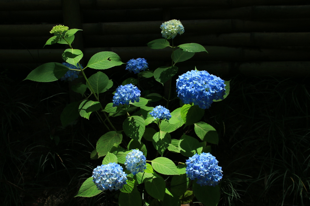 紫陽花