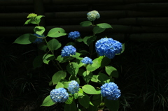 紫陽花