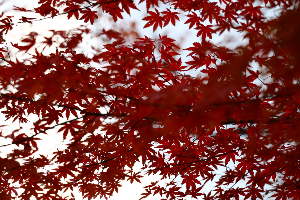 紅白