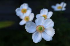 道端の花