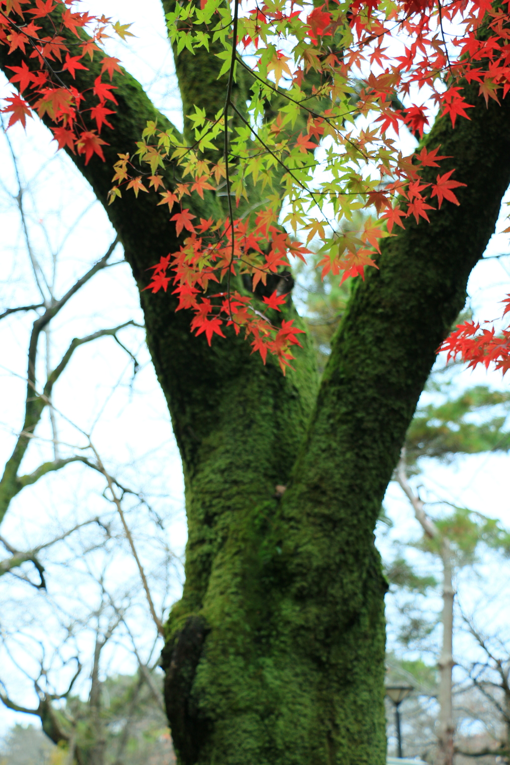 紅葉始まり