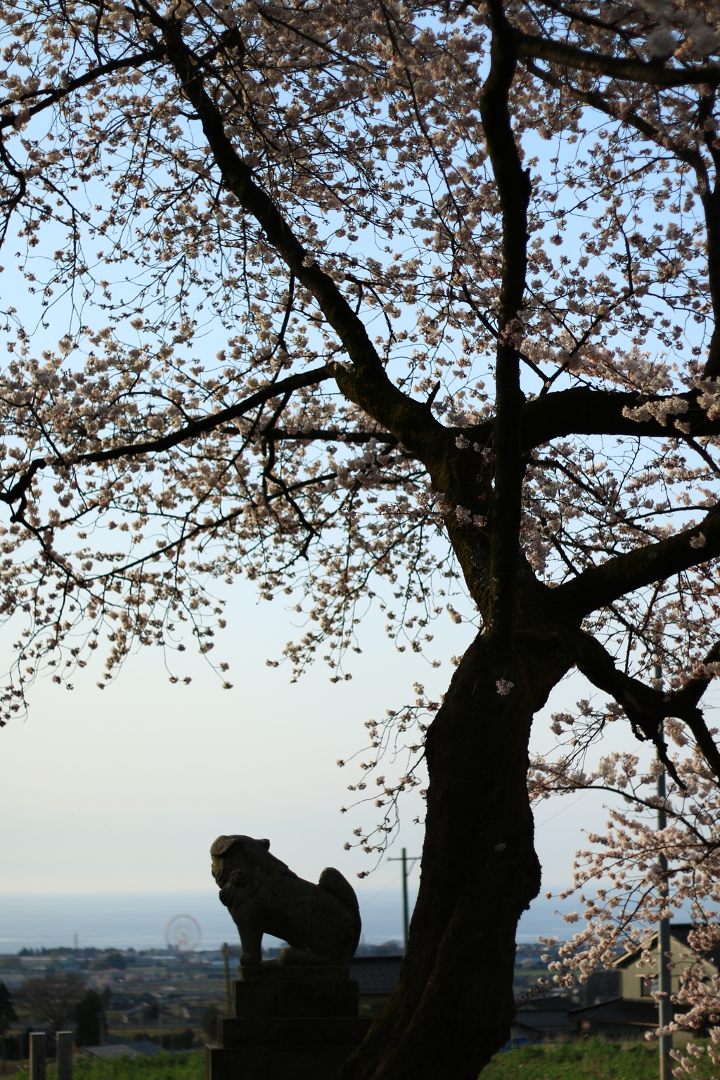 神社桜3