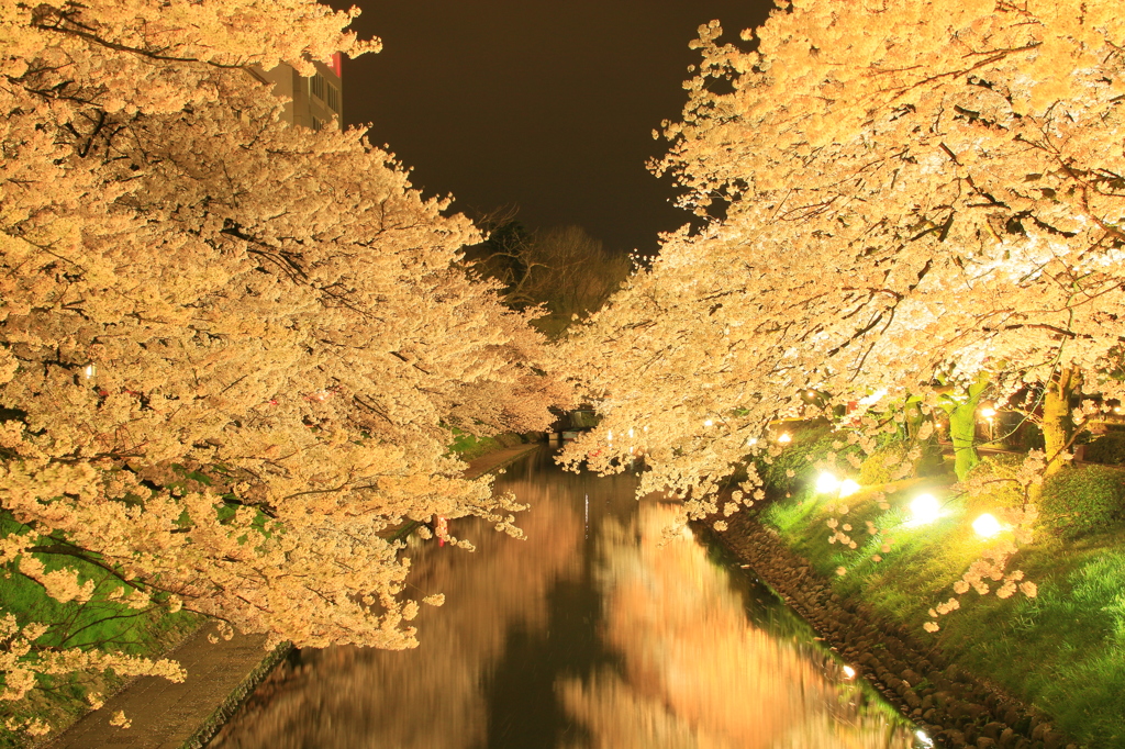 松川べり　夜桜