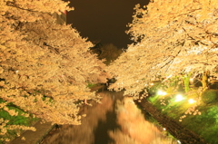 松川べり　夜桜
