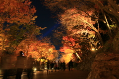 清水寺紅葉night