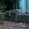 寝落ち猫