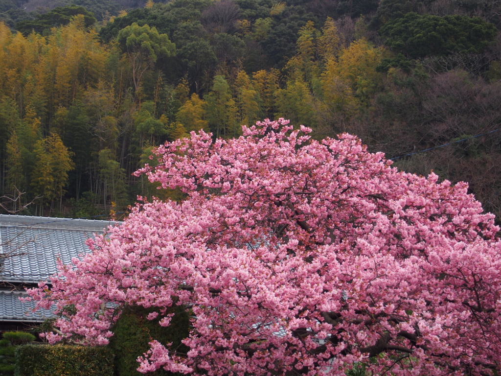 満開の河津桜
