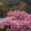 満開の河津桜