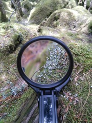 苔の森＠北八ヶ岳01