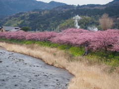 河津桜と菜の花