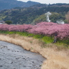 河津桜と菜の花