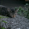 仔猫