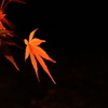 浅赤い紅葉