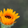 開花の時まで