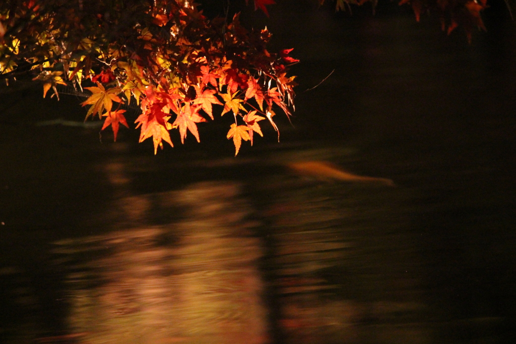 紅葉と鯉