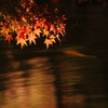 紅葉と鯉