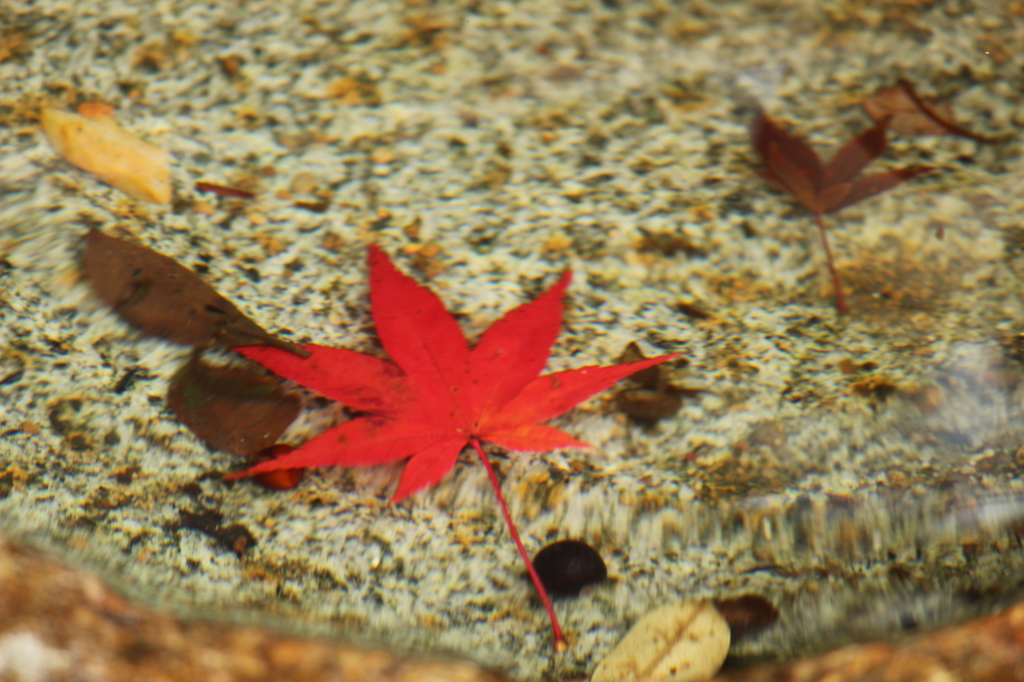 水中の紅