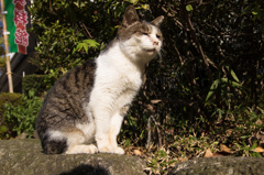 上野の野良猫