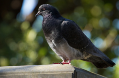 鳩