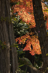 紅葉の景色