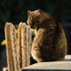 墓場の猫