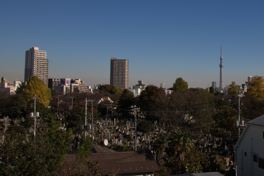 谷中霊園を望む