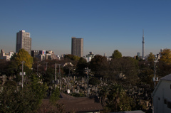 谷中霊園を望む