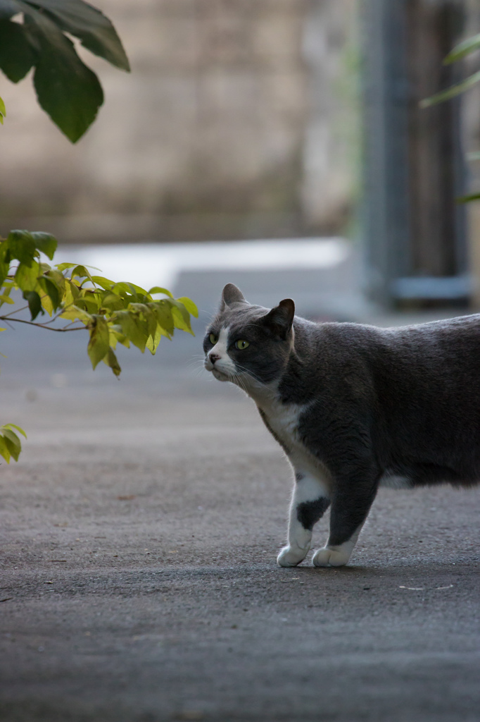 ちらっ