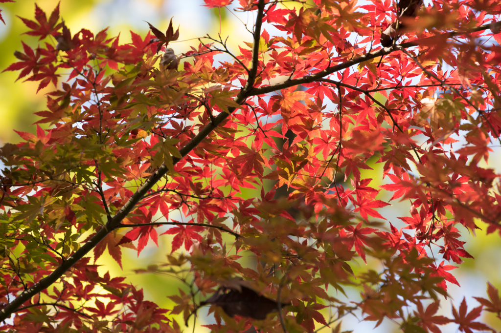 紅葉二色
