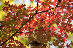 紅葉二色