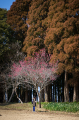 梅の木