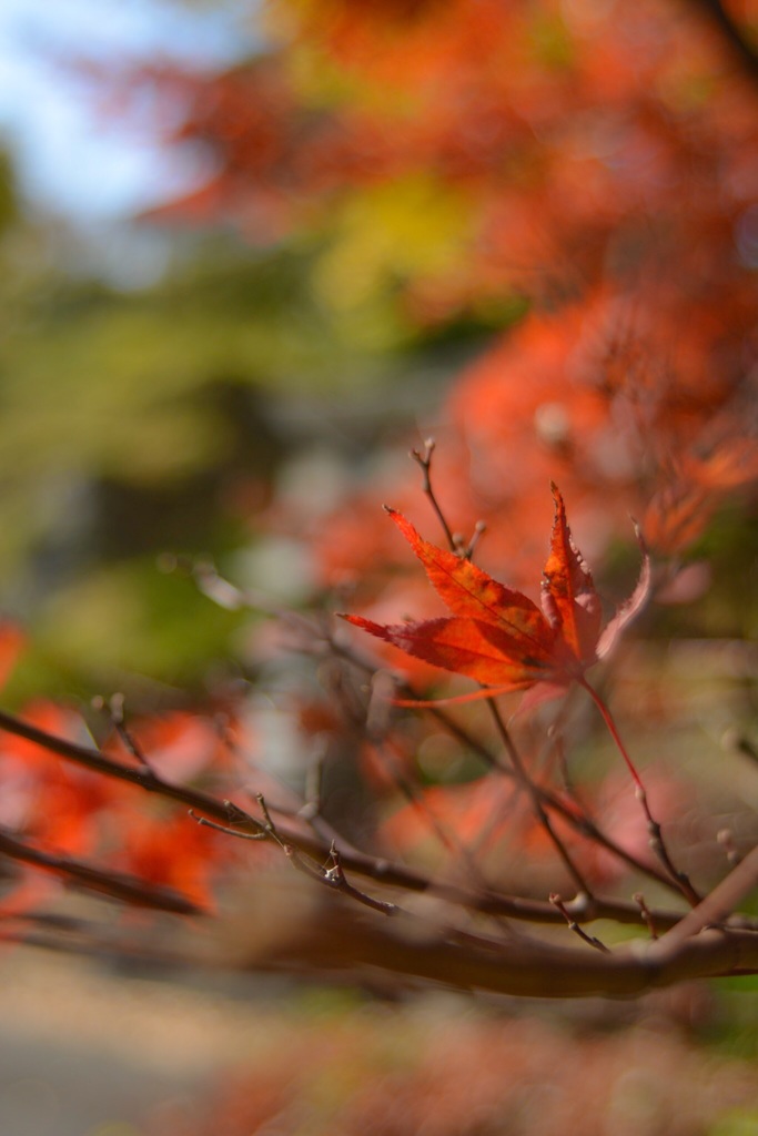 近所の公園もみじ