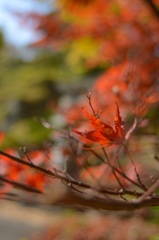 近所の公園もみじ