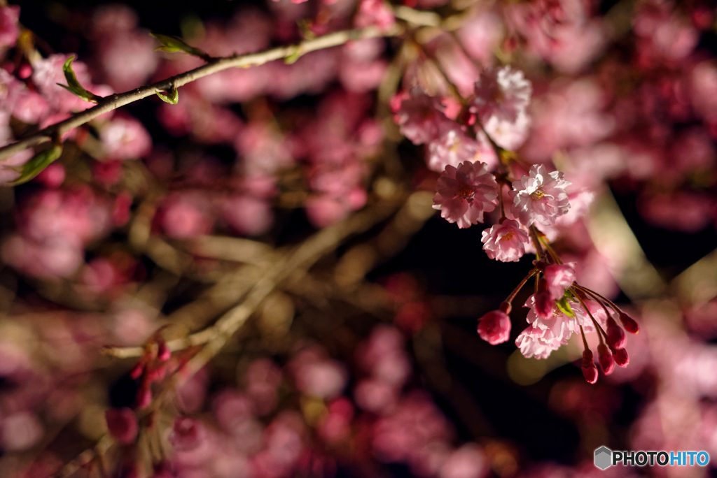 夜桜