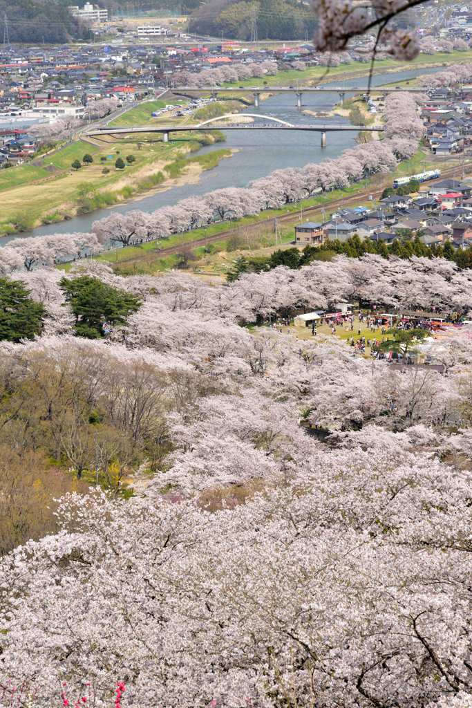 桜の雪崩…