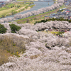 桜の雪崩…