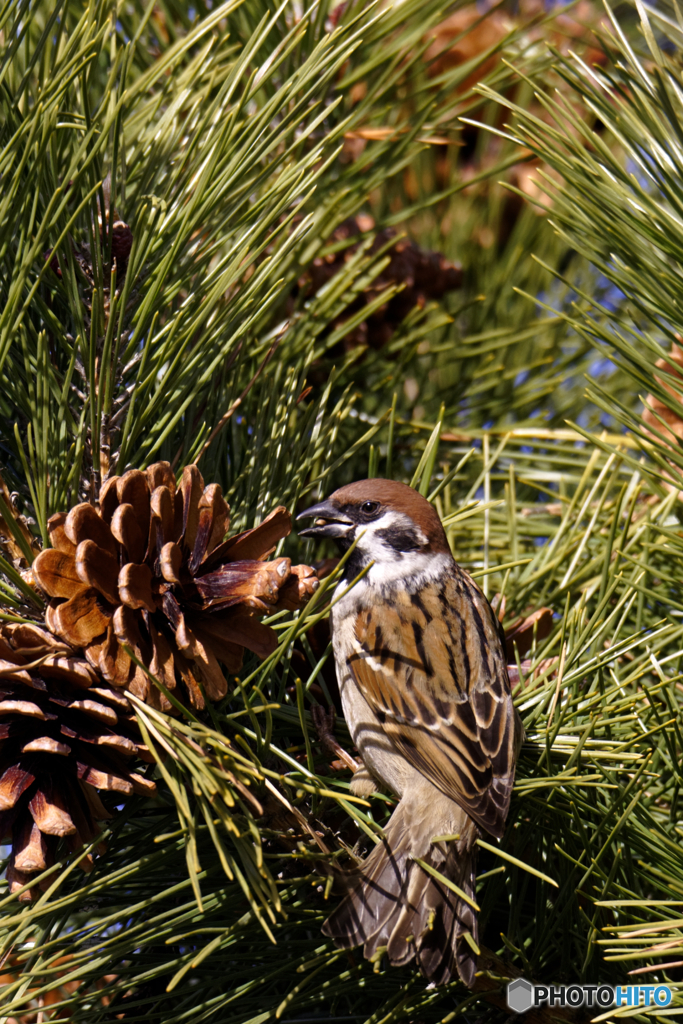 松ぼっくりうめえ