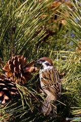 松ぼっくりうめえ