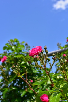 着陸態勢