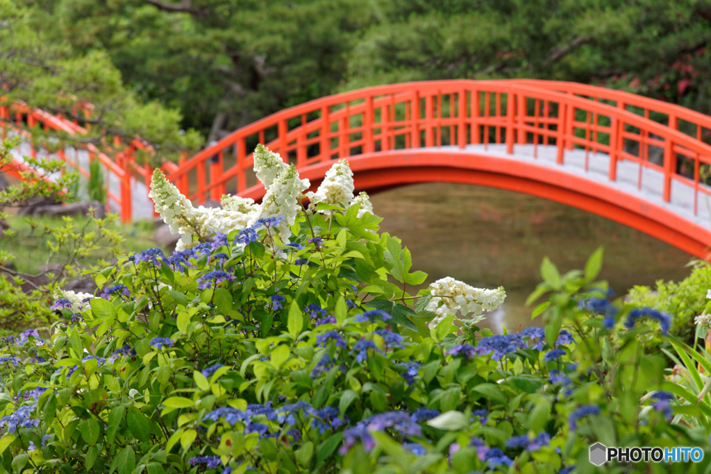 あじさい園