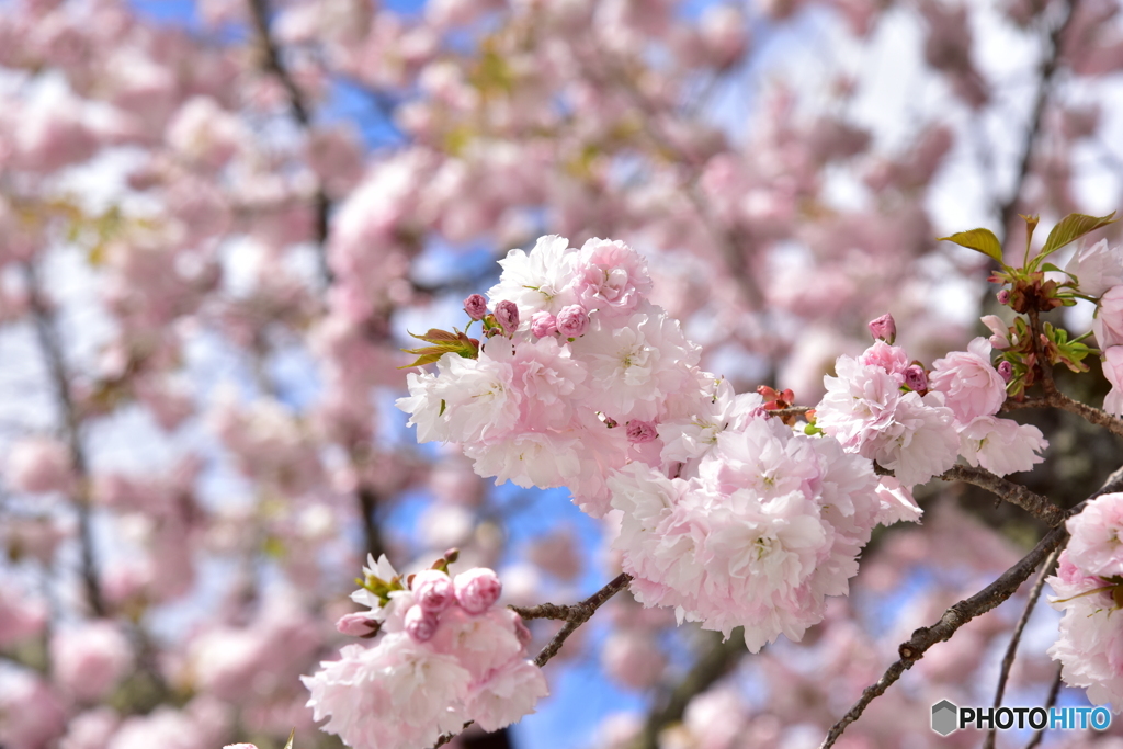 鹽竈桜