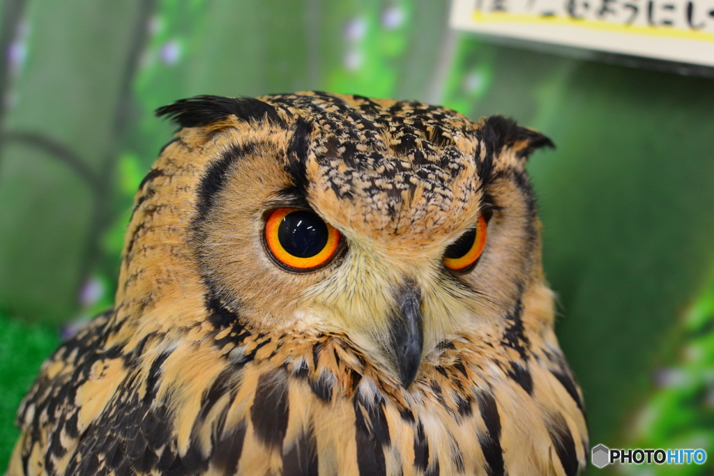 ふくろうカフェ