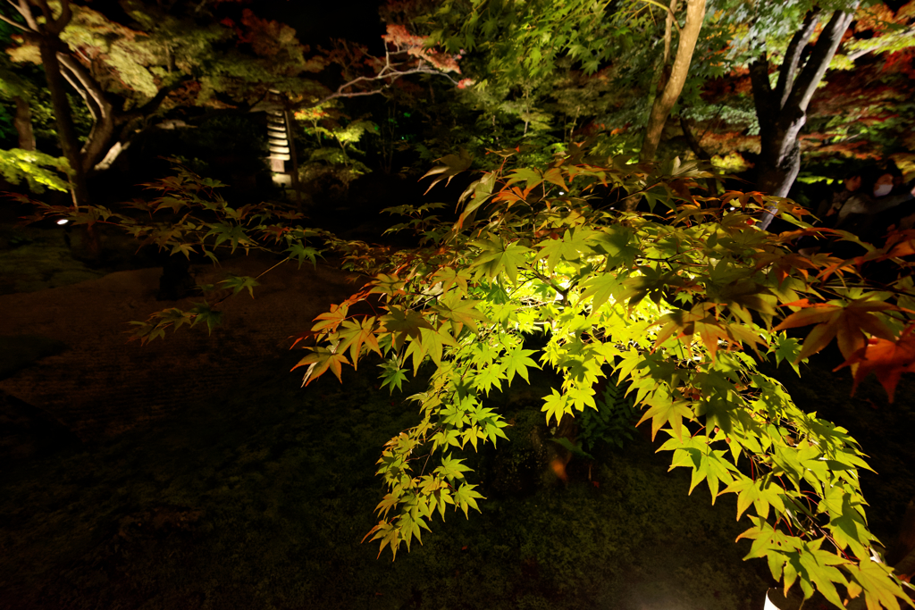 浮かぶ紅葉