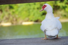 duck