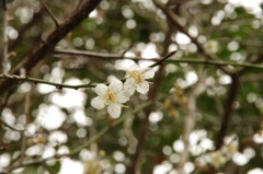 梅の花
