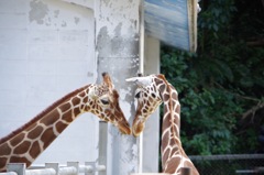 French kiss