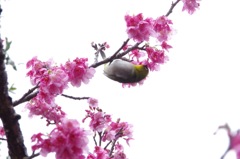 寒緋桜