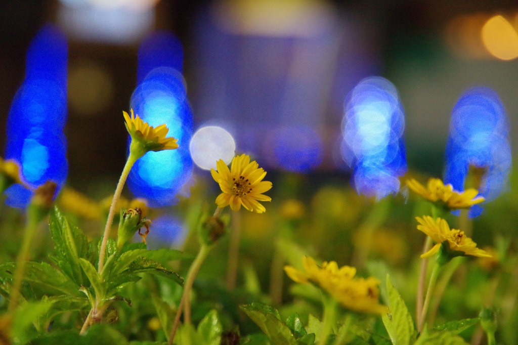 余所見花