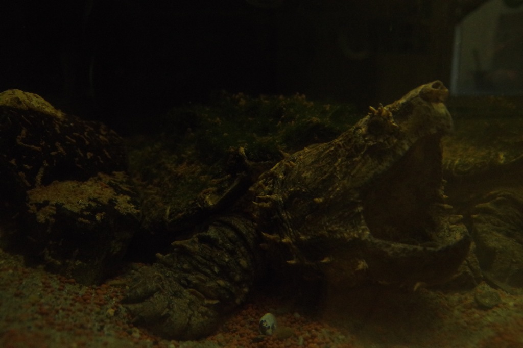 gamera