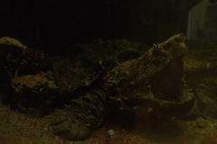 gamera